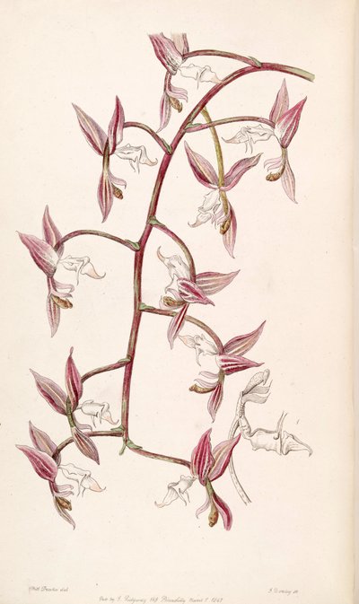 Gongora aromatica by Miss Drake